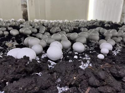 江都大橋 科技賦能蘑菇產業，智能種植與生物基材料研發引領綠色未來